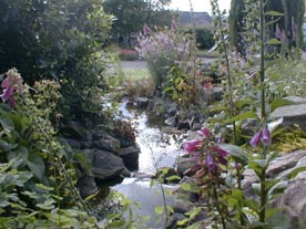 Water course and pond on year after planting